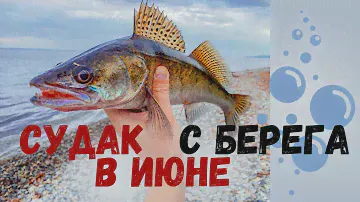Судак с берега в запрет. Можно ли что-то поймать?