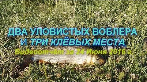 Два уловистых воблера и три клёвых места. Видеоотчёт за 24/06/2016
