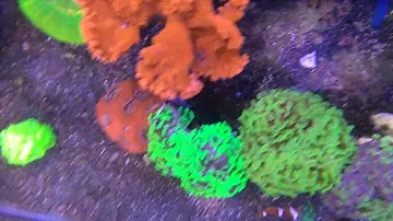 MAXIMUS REEF