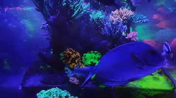 MAXIMUS REEF SEPTIEMBRE 2022
