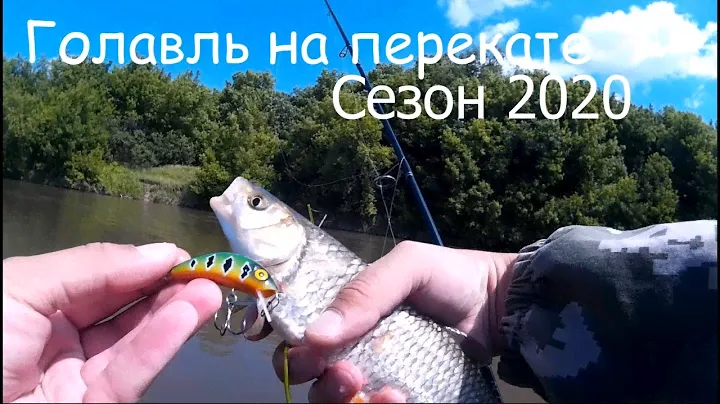 Голавль на перекате. Сезон 2020