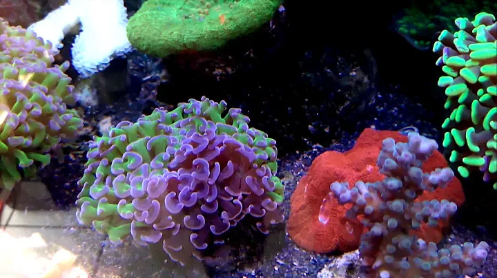 MAXIMUS REEF MARZO 2016