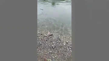 Камчатка . Ловля горбуши  .