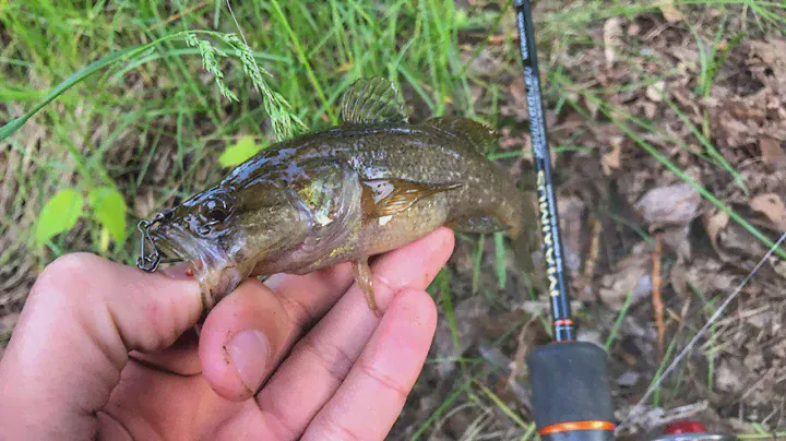 Ловля Ротана. Спиннинг MAXIMUS Smuggler. Силикон Crazy fish. Kamfish