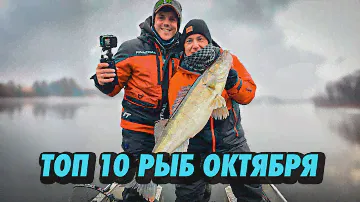 САМЫЕ БОЛЬШИЕ  РЫБЫ ПОЙМАННЫЕ ЗА ОКТЯБРЬ В РАМКАХ КУБКА ГИДОВ И РЫБАКОВ. РЫБАЛКА С ГИДОМ.