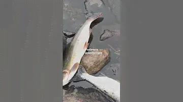 Результат рыбалки. "The result of fishing." #enjoyfishing #русскаярыбалка #fishing #рыбалка51