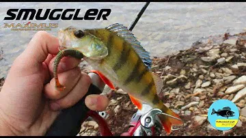 Спиннинг MAXIMUS Smuggler. Окунь на отводной поводок. Kamfish