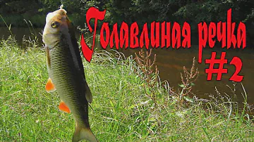 Крупный голавль малой реки. Серия#2