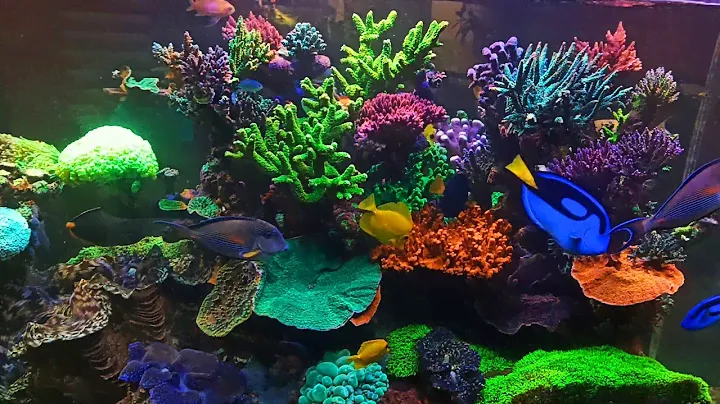 MAXIMUS REEF DIC 2019