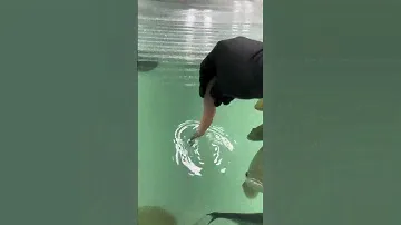 EXTREME FISH FEEDING (Dangerous)