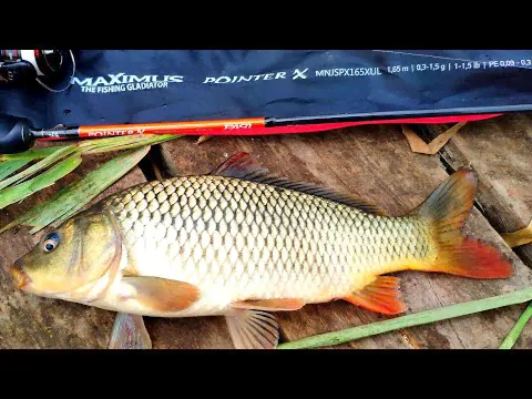 Спиннинг Maximus Pointer-X Nano Jig 18XUL 0.3-2.5 грамм-2