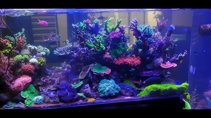 MAXIMUS REEF SEPTIEMBRE 2019